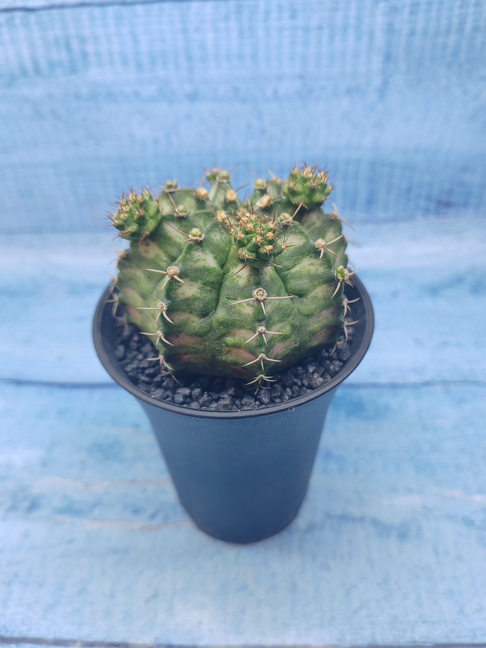 Gymnocalycium T-Rex Pink hybride (Гимнокалициум T-rex)