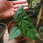 Антуриум PAPILLILAMINUM XONE X LUXURIANS