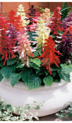 Сальвия блестящая SALSA MIX