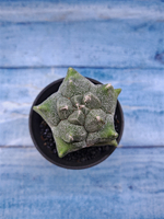 Astrophytum Myriostigma monstrosa (Астрофитум)