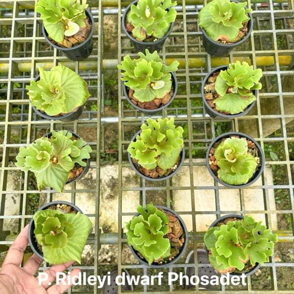 Платицериум P.RIDLEYI DWARF PHOSADET (P143)