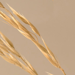 Phymongshe Омолаживающий эликсир The First Hydro Elixir 30 мл