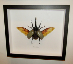 Жук Dynastes hercules 120 мм в рамке
