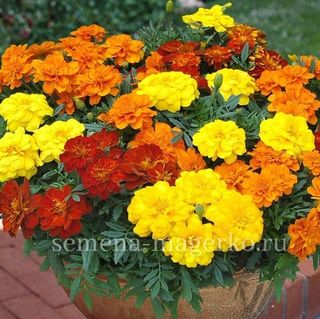Бархатцы отклоненные  Дюранго Микс F1  100 семян