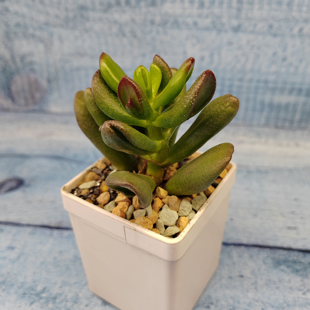 Crassula Hobbit (Крассула)