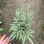 Птерис PTERIS SP BIG