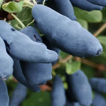 Жимолость ранняя Голубое веретено