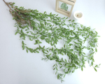 Хойя ампельная с корешками / Арт 4079