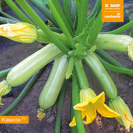 Cемена кабачка Кавили F1, Nunhems, 5 шт.