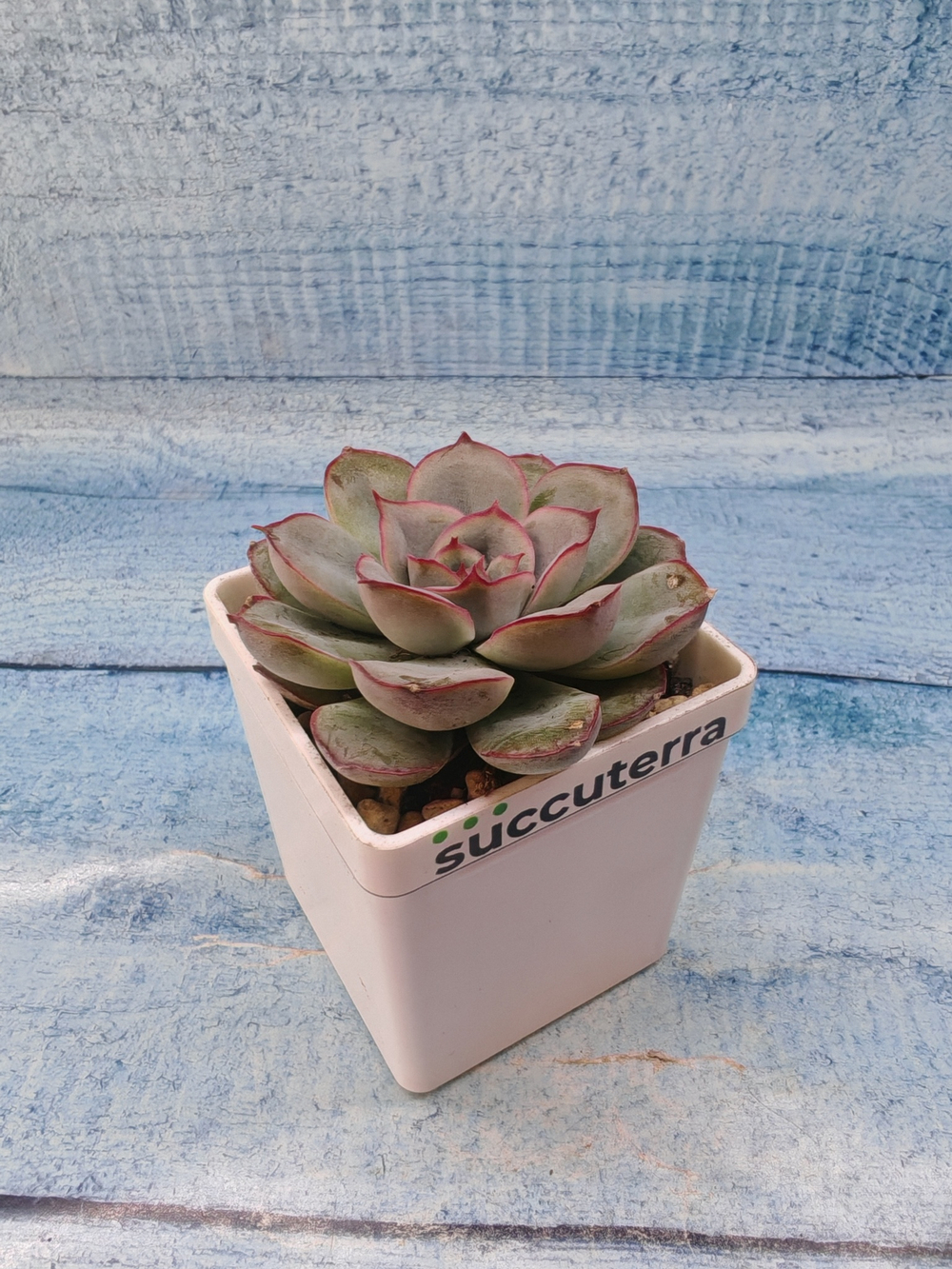 Echeveria Mystery (Эхеверия)