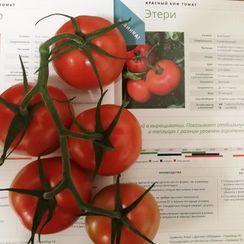 ЭТЕРИ F1 семена томата (Seminis | Alexagro)