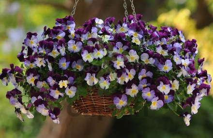 Виола ампельная Кул Вейв Вайолет МАРТ Рассада ОКС