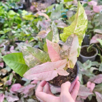 Сингониум PINK SPOT DOUBLE VAR