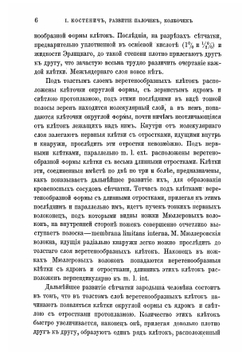 Развитие палочек, колбочек и наружного ядерного слоя в сетчатке зародыша человека | Костенич Иерофей Васильевич