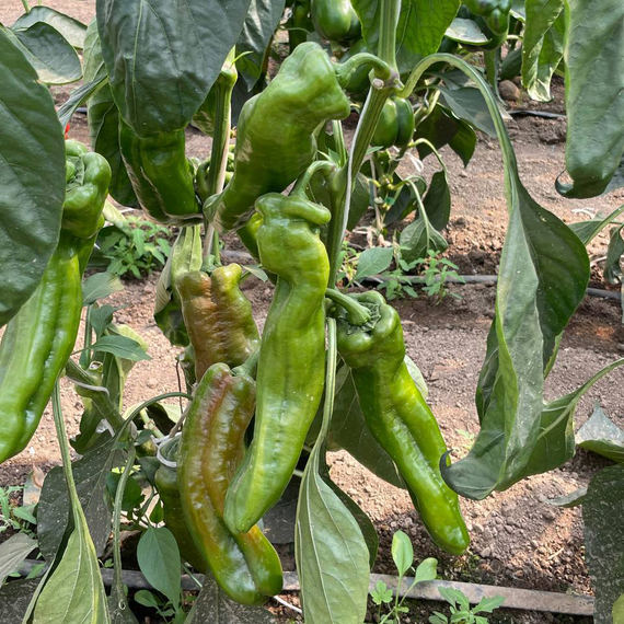 ПАЛЕРМО F1 семена перца сладкого (Rijk Zwaan | Alexagro) – фото 10