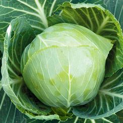 АГРЕССОР F1 семена капусты белокочанной (Syngenta | Alexagro)