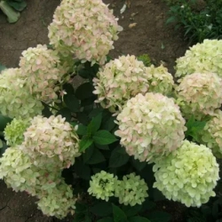 Гортензия метельчатая Гарденлайт Вайтлайт (3/4 ветки) Закупка М59 апрель 2026