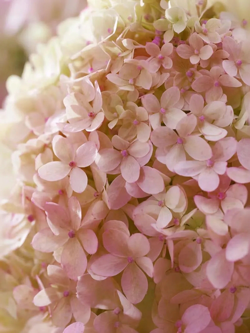 Гортензия метельчатая Литтл Лав