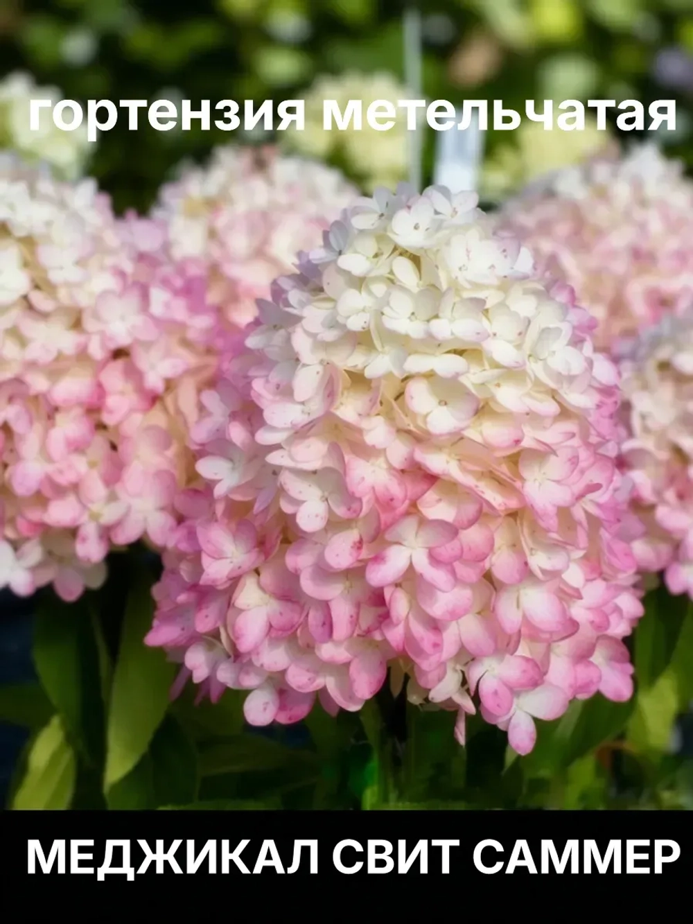 Меджикал Свит Саммер гортензия метельчатая