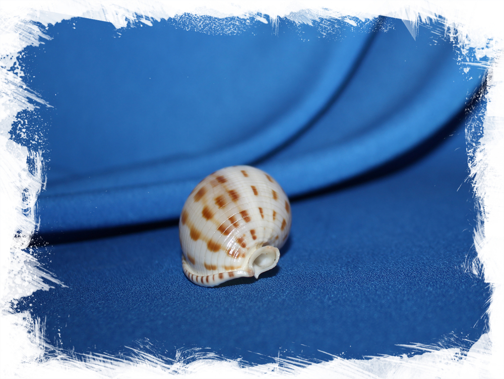 Кассис бисулката (Semicassis bisulcata)