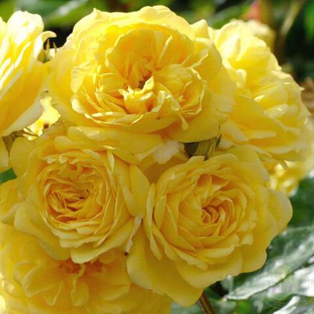 Роза шраб Анни Дюпрей/Anny Duperey