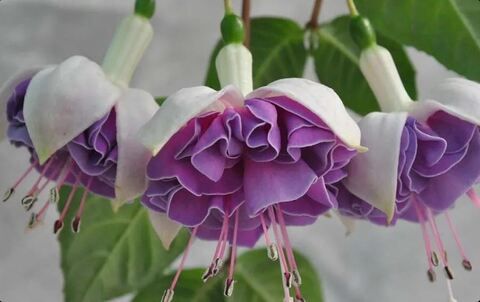 Фуксия Lenny erwin