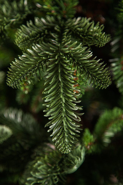 Ель Нормандия 260см темно-темно зеленая Triumph Tree