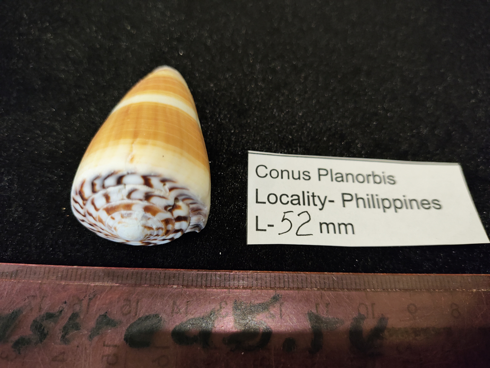 Конус Планорбис