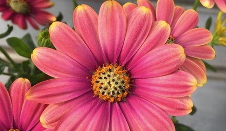 Остеоспермум Flower Power Pink Sun ЕВРО ОКС укорененный черенок