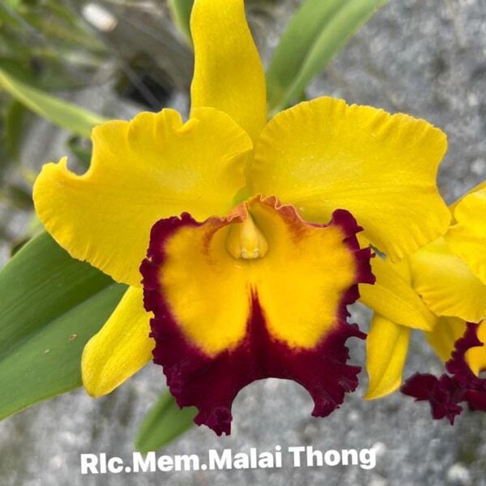 Орхидея ринхолелиокаттлея RLC. MEM. MALAI THONG