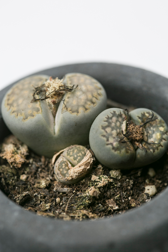 Литопс (8 см)