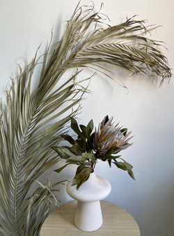 Протея Цинароидес M