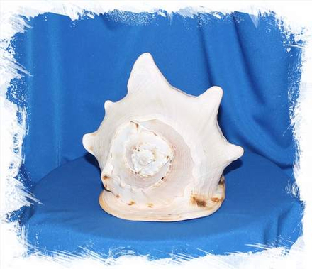 Рогатый Кассис, 23-26см, 1шт