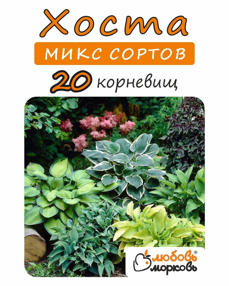 Хоста Корневище, Микс сортов, 20 шт.