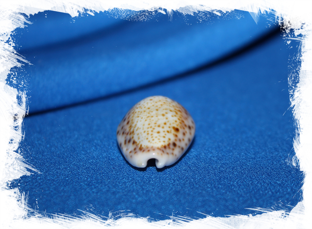 Ципрея турдус (Cypraea turdus), 4,8см, 1шт