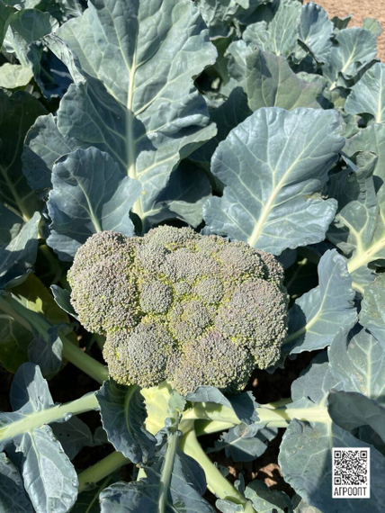 ЛАРССОН F1 семена капусты брокколи (Rijk Zwaan | Alexagro) – фото 4