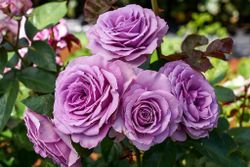 Квиксильвер (Quicksilver)