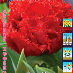 Тюльпаны