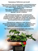 Подснежник Пинвил Вайт белый прострел