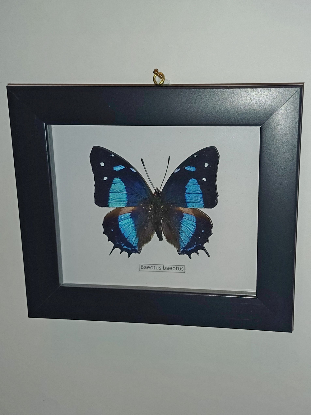 Бабочка Baeotus baeotus в рамке