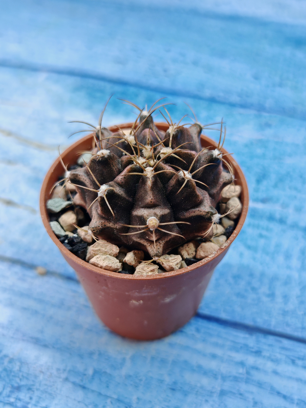 Gymnocalycium Friedrichii (Гимнокалициум)