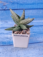 Sansevieria Rocky Crown (Сансевиерия)