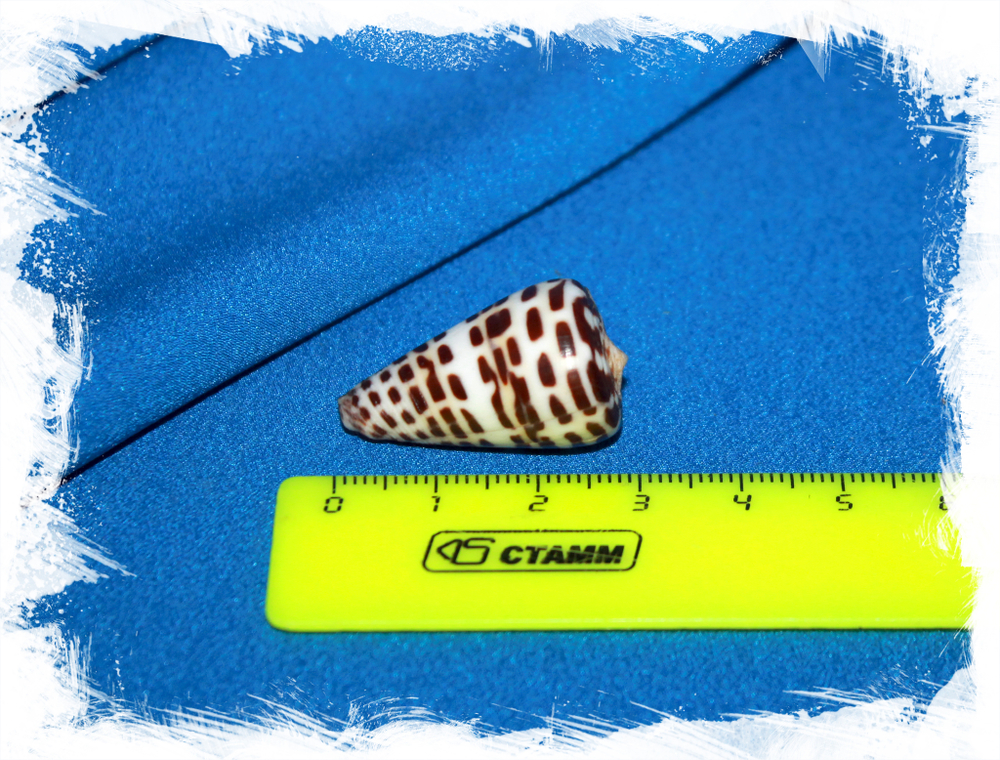 Конус эбурнеус (Conus eburneus)