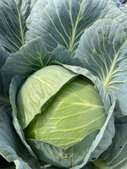 КОРСУМА F1 семена капусты белокочанной (Rijk Zwaan | Alexagro)