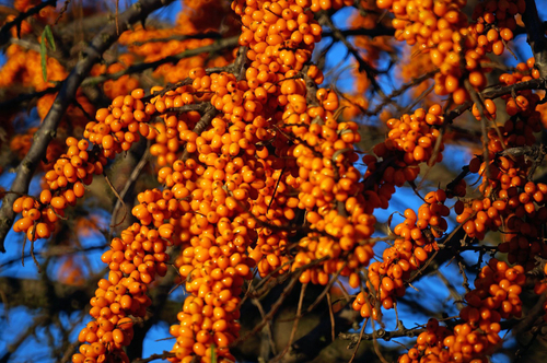 Куст облепиха (2шт комплект)