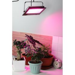 Фитопрожектор для растений светодиодный ЭРА FITO-100W-RB-LED для цветения и плодоношения красно-синего спектра 100 Вт