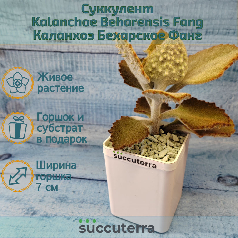 Kalanchoe Beharensis Fang (Каланхоэ)