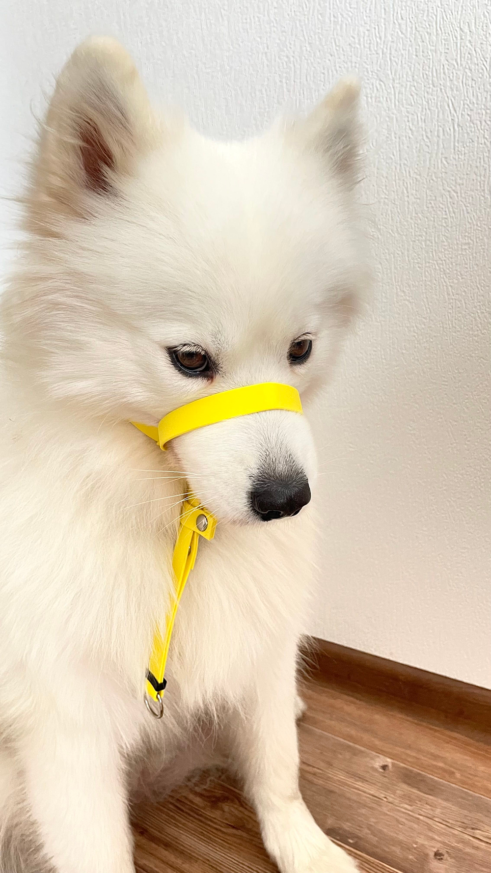 Недоуздок БИОТАН Халти для собак, морда макс 35 см., шея 35-65 см, черный