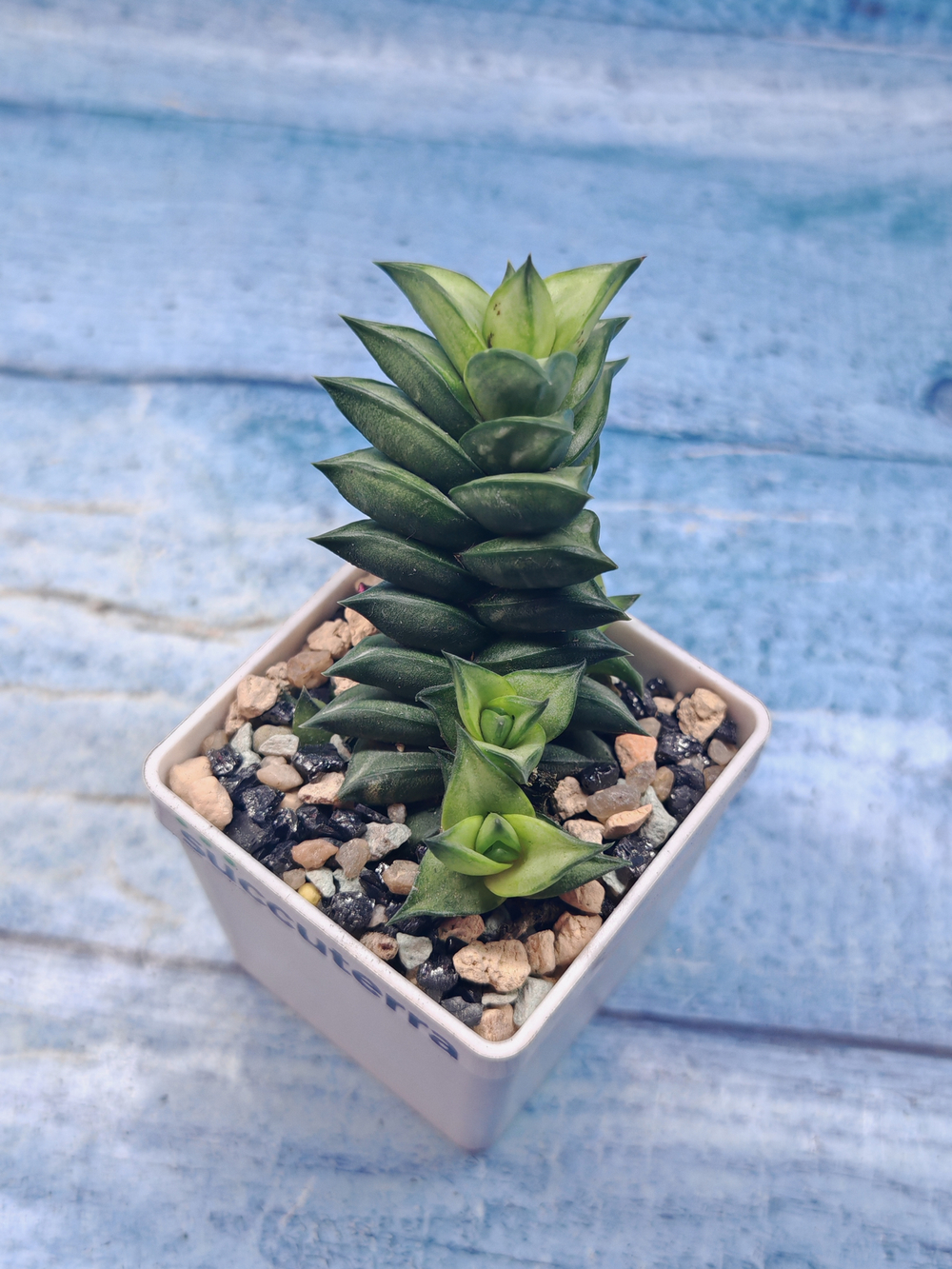 Astroloba Spiralis (Астролоба)