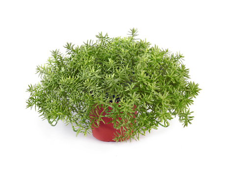 Дасти Миллер куст в горшочке 20 см